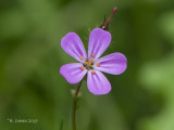 Robertskruid - Herb-Robert - Geranium robertianum