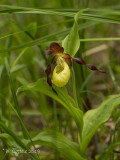 Vrouwenschoentje - Ladys-slipper Orchid - cypripedium calceolus