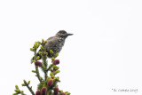 Notenkraker - Eurasian Nutcraker - Nucifraga caryocatactes