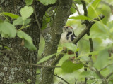Middelste Bonte Specht - Middle Spotted Woodpecker - Dendrocoptes medius