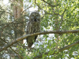 Laplanduil - Great Grey Owl - Strix nebulosa