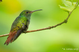 Roodstaartamazilia - Rufous-tailed Hummingbird - Amazilia tzacatl