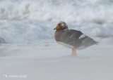Falklandbooteend - Falkland Steamer Duck - Tachyeres brachypterus