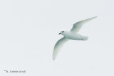 Sneeuwstormvogel - Snow Petrel - Pagodroma nivea