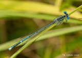 Blauwe breedscheenjuffer - White-legged damselfly - Platycnemis pennipes