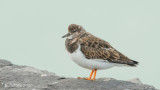 Steenloper - Ruddy Turnstone - Arenaria interpres