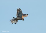Torenvalk - Common kestrel - Falco tinnunculus