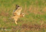 Velduil - Short-eared Owl - Asio flammeus