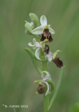 Hommelorchis - Late spider orchid - Ophrys holoserica