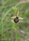 Spinnenorchis - Early spider-orchid - Ophrys sphegodes