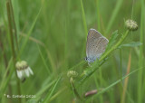Klaverblauwtje - Mazarine blue - Cyaniris semiargus