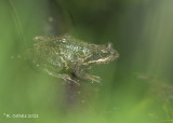 Bruine kikker - Common frog - Rana temporaria