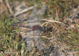 Venwitsnuitlibel - White-faced darter - Leucorrhinia dubia