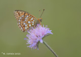 Duinparelmoervlinder - Niobe fritillary - Fabriciana niobe