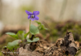 Bleeksporig bosviooltje - Common dog-violet - Viola riviniana