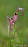 Tongorchis - Tongue-orchid - Serapias lingua