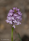 Hondskruid - Pyramidal orchid - Anacamptis pyramidalis