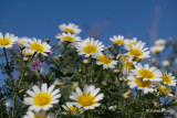 Gekroonde ganzenbloem - Crown daisy - Chrysanthemum coronarium