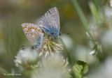 Icarusblauwtje - common blue - Polyommatus icarus