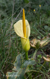 Kretenzische areonskelk - Arum creticum 