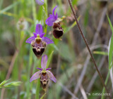 Heldrichs ophrys - Ophrys heldreichii