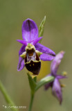 Bijenorchis - Bee orchid - Ophrys apifera