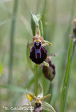 Grigoria bee ophrys - Ophrys grigoriana 
