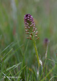 Aangebrande orchis - Burnt orchid - Neotinea ustulata