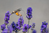 Kolibrievlinder - Hummingbird hawk-moth - Macroglossum stellatarum