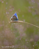 Icarusblauwtje - Common blue - Polyommatus icarus