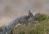 Veldleeuwerik - Eurasian skylark - Alauda arvensis
