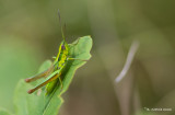 Kleine goudsprinkhaan - Small Gold Grasshopper -Euthystira brachyptera