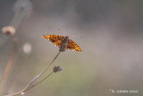 Paarse parelmoervlinder - Weaver's fritillary - Boloria dia