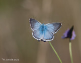 Bleek blauwtje - Chalkhill blue - Lysandra coridon