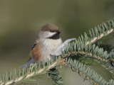 Msange  tte brune / Boreal Chickadee