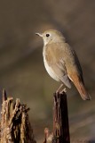 Grive soilitaire / Hermit Thrush