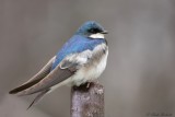 Hirondelle bicolore / Tree Swallow