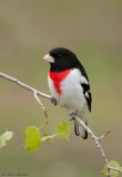 Cardinal  poitrine rose / Rose-breasted Grosbeak