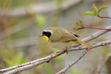 Paruline masque / Common Yellowthroat