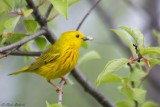 Paruline jaune / Yellow Warbler