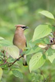 Jaseur dAmrique / Cedar Waxwing