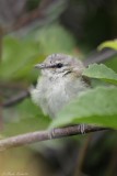 Viro au yeux rouges / Red-eyed Vireo