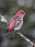 Durbec des sapins / Pine Grosbeak