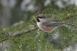 Msange  tte brune / Boreal Chickadee