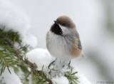 Msange  tte brune / Boreal Chickadee