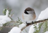 Msange  tte brune / Boreal Chickadee