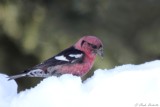 Bec-crois bifasci / White-winged Crossbill