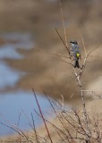 Paruline  croupion jaune / Yellow-rumped Warbler