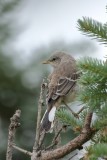 Moqueur polyglotte / Northern Mockingbird