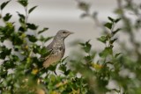 Moqueur polyglotte / Northern Mockingbird